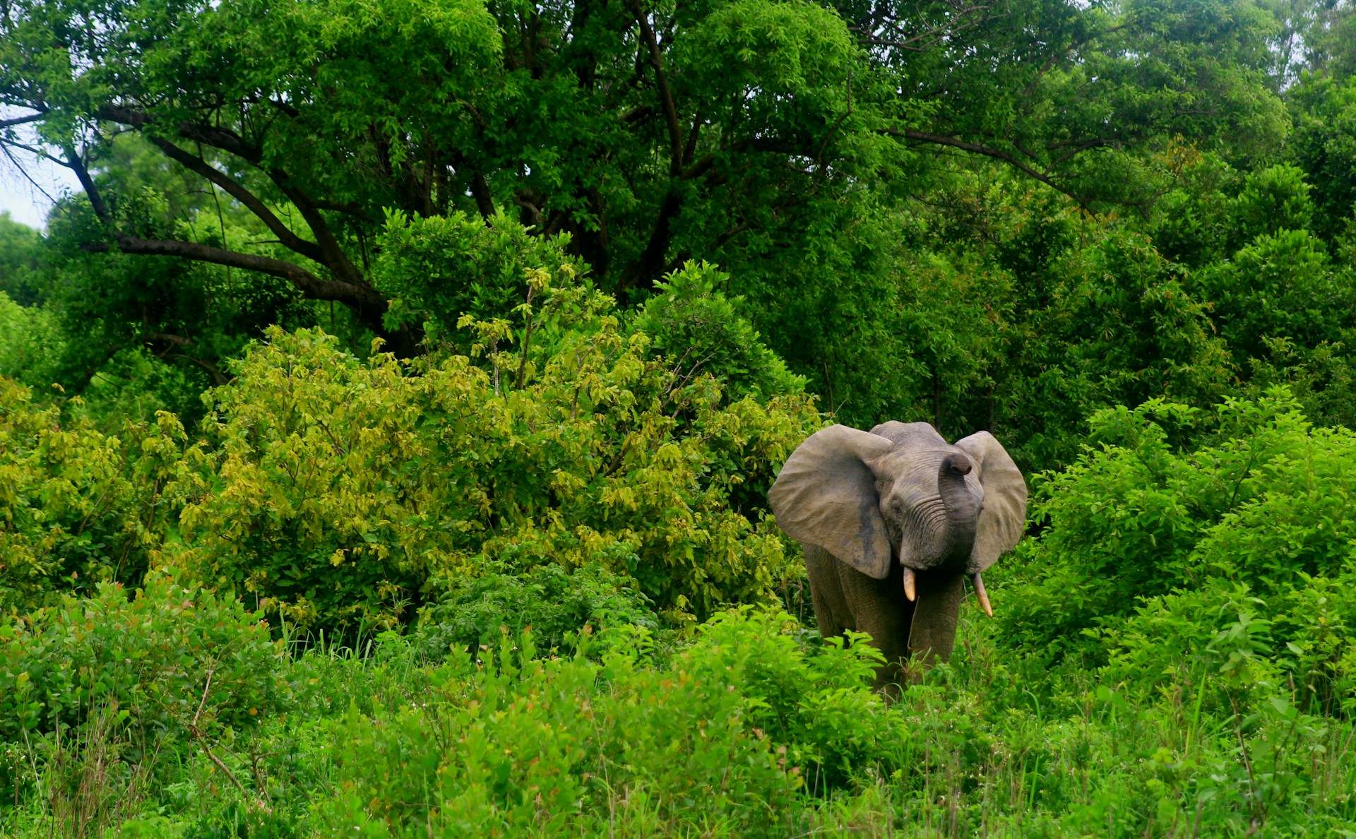 Mole National Park safari Ghana