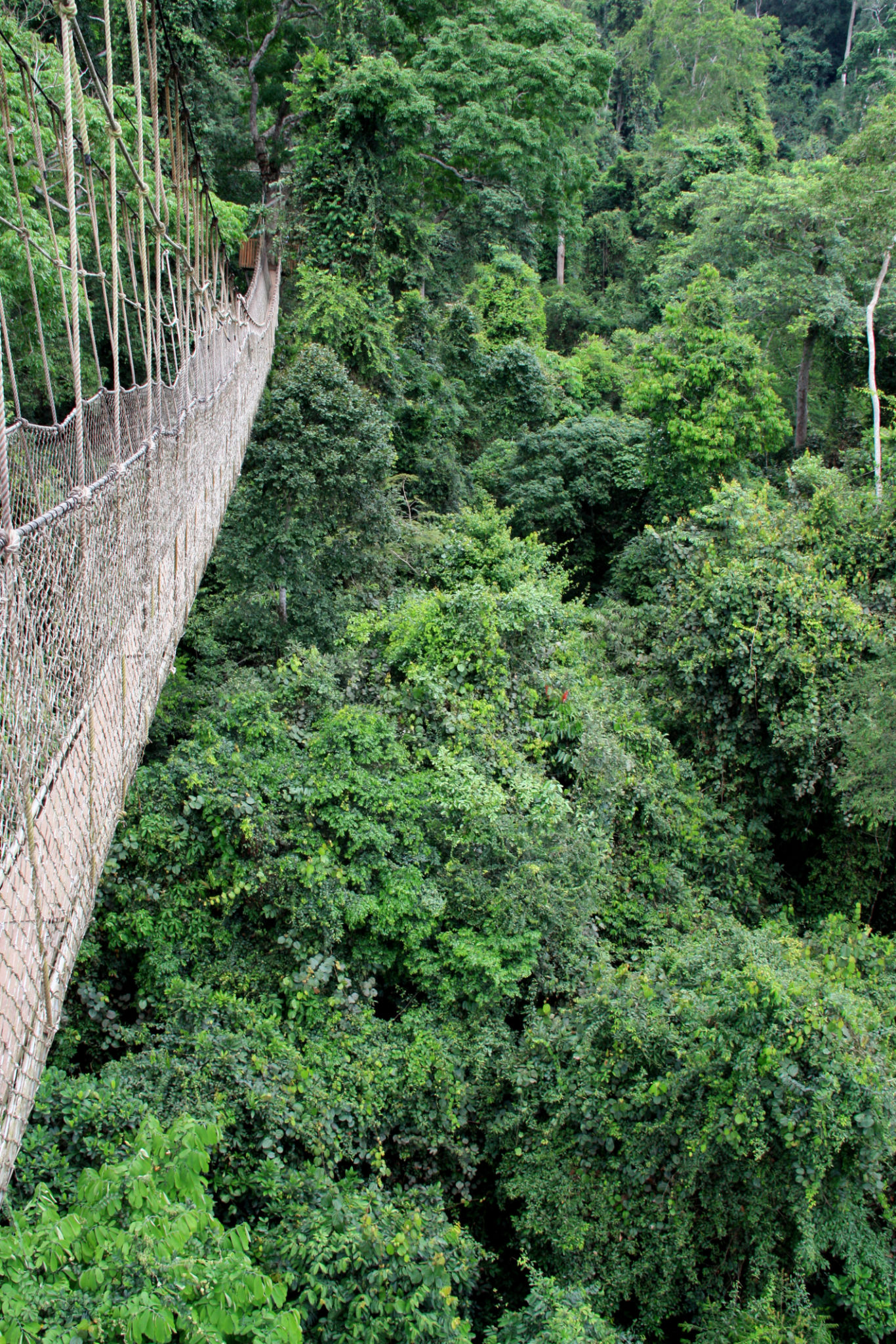 Kakum National Park Canopy Walkway Ghana